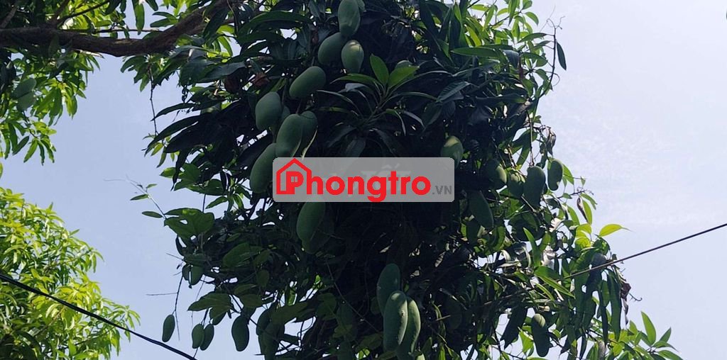 Phòng trọ cho thuê